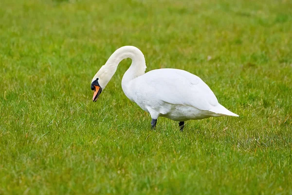 Немой Лебедь Ест Траву Поле Цвет Лебедя — стоковое фото