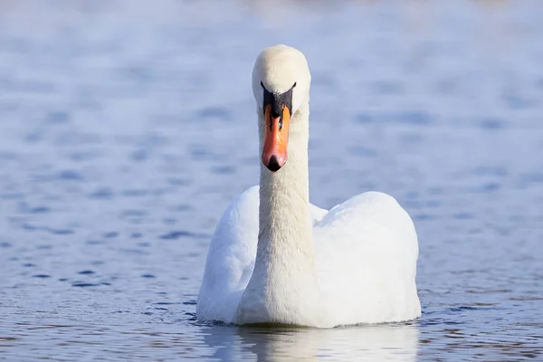 Mute Swan Pond Cygnus Olor — Stockfoto