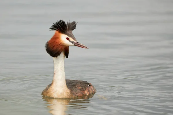 Great Crested Grebe Bird Water Podiceps Cristatus — Fotografia de Stock