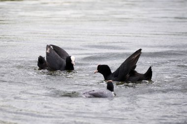 Avrasyalı Coots toprak (Fulica Atra) için savaşıyor. Savaşan Kuşlar