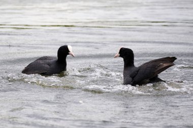 İki Avrasyalı Coot toprak (Fulica Atra) için savaşıyor. Savaşan Kuşlar