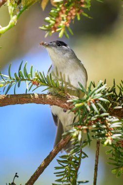 Gagasında böcek olan Avrasyalı siyah şapkalı erkek.) 