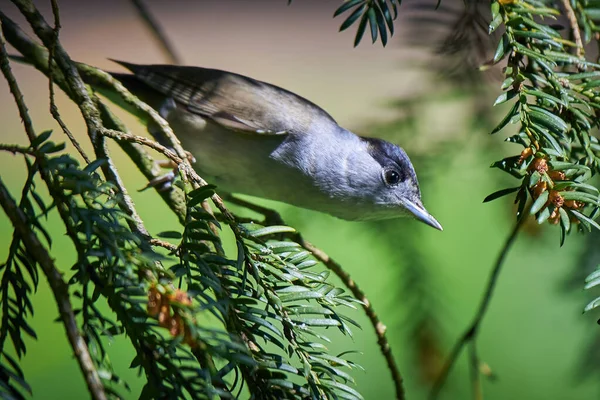 Eurasian Blackcap Male Bird Close Sylvia Atricapilla — стоковое фото