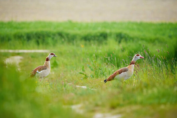Egyptian geese on a field (Alopochen aegyptiaca)