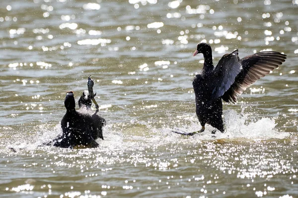 Blässhühner Kämpfen Territorium Fulica Atra Der Kampf Der Vögel — Stockfoto