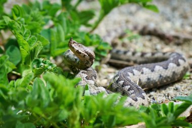 Burunlu Viper erkeği doğal yaşam alanında (Vipera ammoditleri)