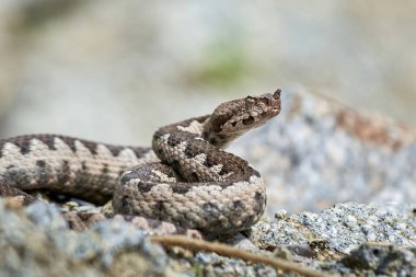 Burunlu Viper erkeği doğal yaşam alanında (Vipera ammoditleri)