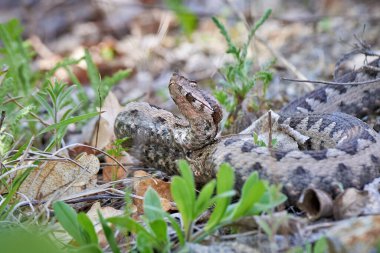 Burunlu Viper erkeği doğal yaşam alanında (Vipera ammoditleri)