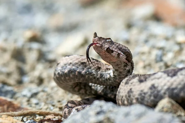 Víbora Com Chifres Nariz Com Língua Bifurcada Exterior Vipera Ammodytes — Fotografia de Stock