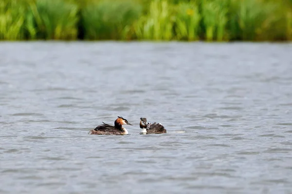 Great crested grebe family with chicks ( Podiceps cristatus ).