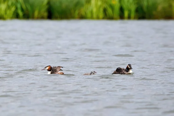 Haubentaucherfamilie Mit Küken Podiceps Cristatus — Stockfoto