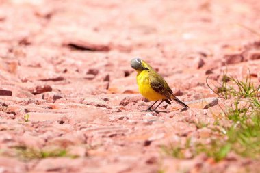 Western Yellow Wagtail bird preening feathers (Motacilla flava)