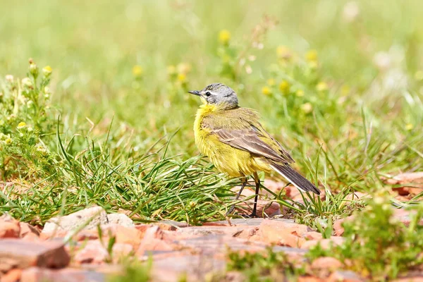 Западно Жёлтая Волнистая Птица Мотацилла — стоковое фото