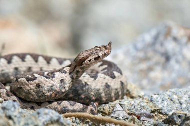 Burunlu Viper erkeği doğal yaşam alanında (Vipera ammoditleri)