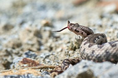 Burunlu Viper erkeği doğal yaşam alanında (Vipera ammoditleri)