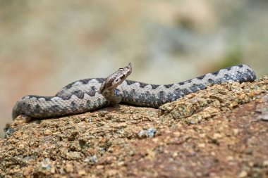 Burunlu Viper erkeği doğal yaşam alanında (Vipera ammoditleri)