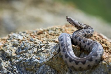 Burunlu Viper erkeği doğal yaşam alanında (Vipera ammoditleri)