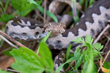 Burunlu Viper erkeği doğal yaşam alanında (Vipera ammoditleri)