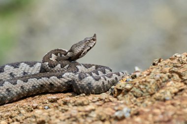 Burunlu Viper erkeği doğal yaşam alanında (Vipera ammoditleri)