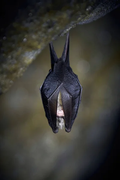 Lesser Horseshoe Bat Hanging Cave Rhinolophus Hipposideros — Fotografia de Stock