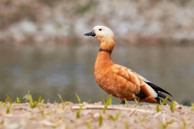 Ruddy shelduck in natural habitat (Tadorna ferruginea). Hindistan 'da Brahminy ördeği olarak bilinir.