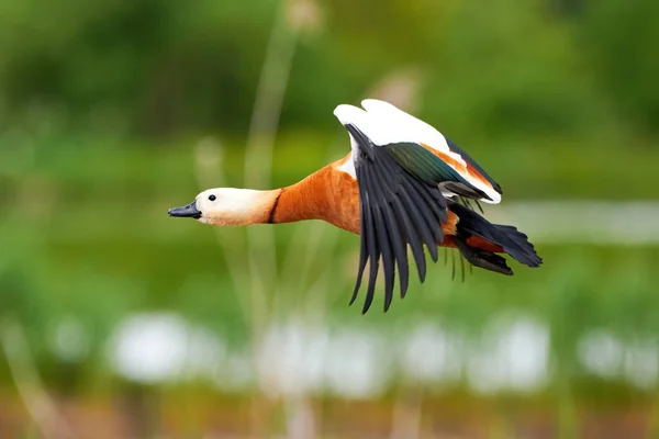 Ruddy Shelduck Flight Tadorna Ferruginea Beautiful Bird Flight — Stock Photo, Image