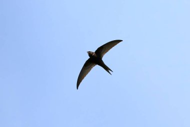 Uçan yaygın hızlı kuş (Apus apus)