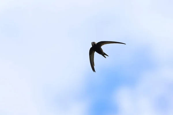 Common Swift Bird Flight Apus Apus — Stock Photo, Image