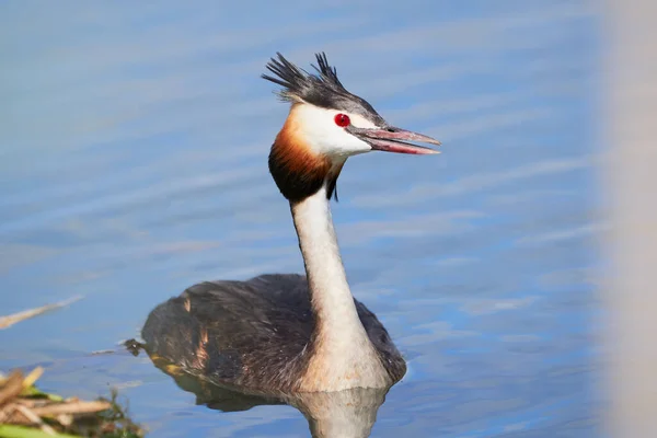 Stor Kråka Kråka Fågel Nära Boet Podiceps Cristatus — Stockfoto