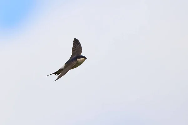 Common house martin bird in flight (Delichon urbicum)