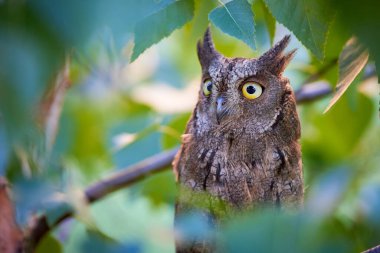 Eurasian scops owl close-up ( Otus scops )