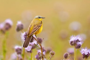 Western Yellow Wagtail bird sitting on a plant (Motacilla flava)