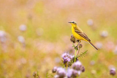 Western Yellow Wagtail bird sitting on a plant (Motacilla flava)
