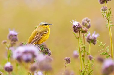 Western Yellow Wagtail bird sitting on a plant (Motacilla flava)