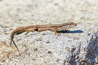 (Podarcis Muralis sabah bir kaya üzerinde güneşlenen yaygın duvar kertenkelesi ()