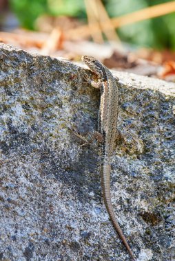 Common wall lizard climbing a wall  (Podarcis Muralis)