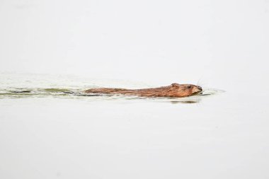 Muskrat rodent swimming (Ondatra zibethicus)