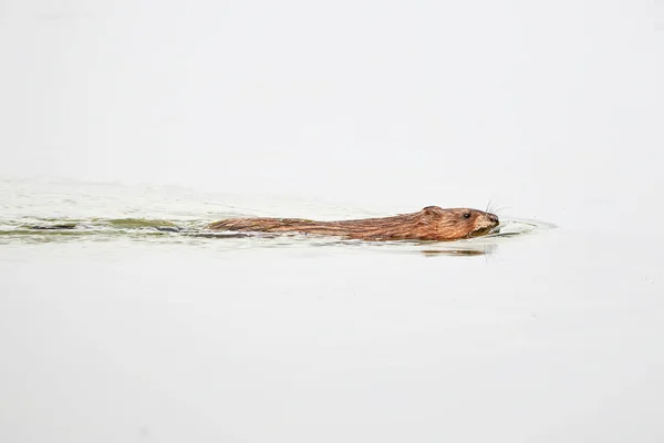 Muskrat Rodent Swimming Ondatra Zibethicus — Stockfoto