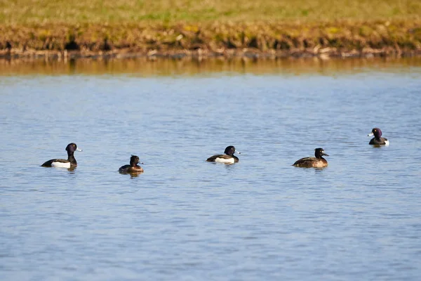 Göldeki ördekler (Aythya fuligula) Göldeki kuşlar