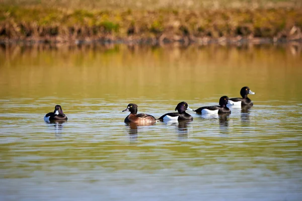 Göldeki ördekler (Aythya fuligula) Göldeki kuşlar