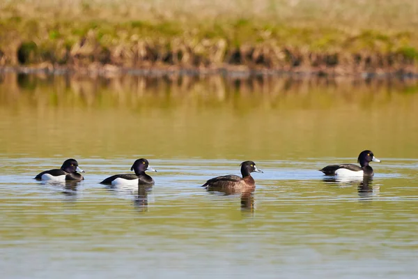 Tufted Ducks Lake Aythya Fuligula Vögel Auf Dem See — Stockfoto