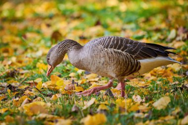 Greylag Goose sonbaharda çimenlerin üzerine düşen yapraklarla sahada (Anser anser)