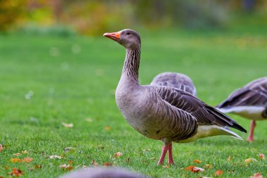 Greylag Goose sonbaharda çimenlerin üzerine düşen yapraklarla sahada (Anser anser)