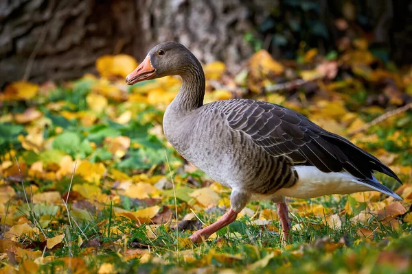 Greylag Goose Sonbaharda Çimenlerin Üzerine Düşen Yapraklarla Sahada Anser Anser — Stok fotoğraf