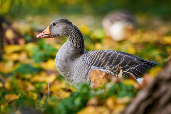 Greylag Goose Sonbaharda Çimenlerin Üzerine Düşen Yapraklarla Sahada Anser Anser — Stok fotoğraf