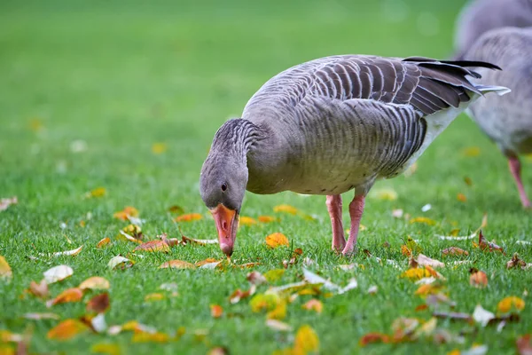 Ganso Greylag Campo Otoño Con Hojas Otoño Hierba Anser Anser — Foto de Stock