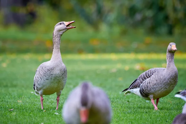 Greylag Geese Στο Πεδίο Φθινόπωρο Φύλλα Πτώση Στο Γρασίδι Anser — Φωτογραφία Αρχείου