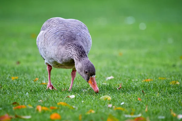 Greylag Goose Sonbaharda Çimenlerin Üzerine Düşen Yapraklarla Sahada Anser Anser — Stok fotoğraf