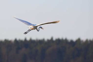 Great egret bird in flight  (Ardea alba) Great white egret