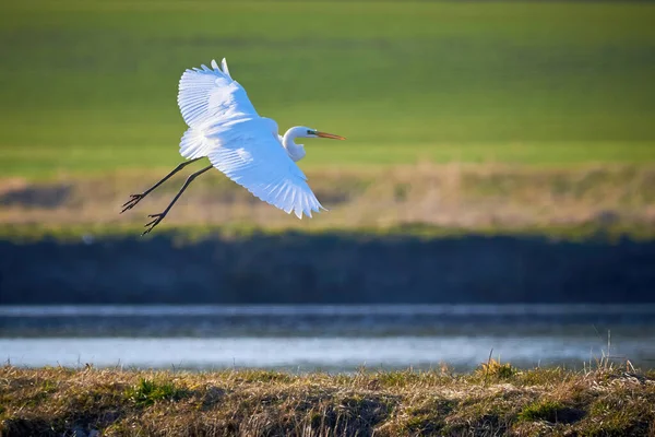 Great Egret Bird Flight Ardea Alba Great White Egret Imagem De Stock